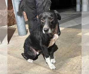 German Shepherd Dog-Unknown Mix Dogs for adoption in San Antonio, TX, USA