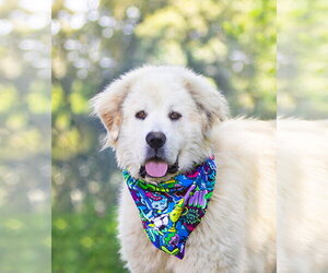 Great Pyrenees Dogs for adoption in Unionville, PA, USA