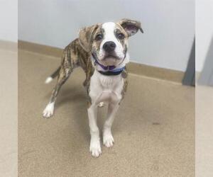 Boxer-Unknown Mix Dogs for adoption in Aurora, CO, USA