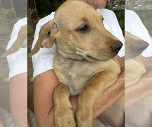 Mutt Dogs for adoption in Melbourne, FL, USA