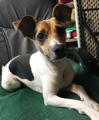 Rat Terrier Dogs for adoption in O Fallon, MO, USA