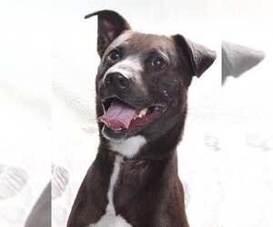 American Pit Bull Terrier-Whippet Mix Dogs for adoption in Burbank, CA, USA