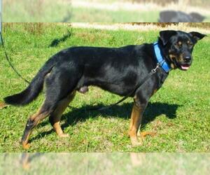 Shepweiller Dogs for adoption in Centerton, AR, USA