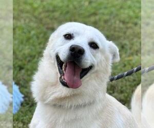 Shiba Inu-Unknown Mix Dogs for adoption in Yardley, PA, USA