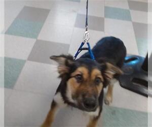 German Shepherd Dog Dogs for adoption in Oklahoma City, OK, USA