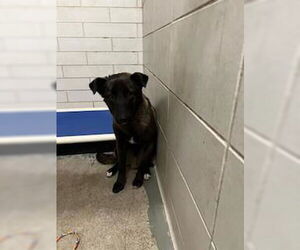 Mutt Dogs for adoption in Stockton, CA, USA