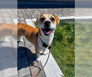 Pembroke Welsh Corgi Dogs for adoption in Salinas, CA, USA