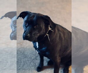 Labrador Retriever-Unknown Mix Dogs for adoption in Williamsburg, IA, USA