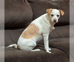 Mutt Dogs for adoption in Bardstown, KY, USA