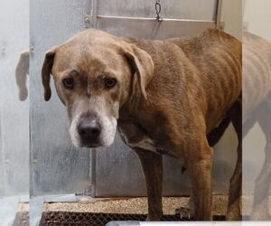 American Pit Bull Terrier-Unknown Mix Dogs for adoption in Great Bend, KS, USA