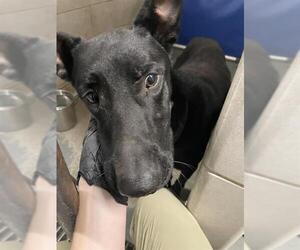 Labrador Retriever-Unknown Mix Dogs for adoption in Stockton, CA, USA