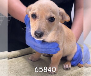 Dachshund Dogs for adoption in Chico, CA, USA