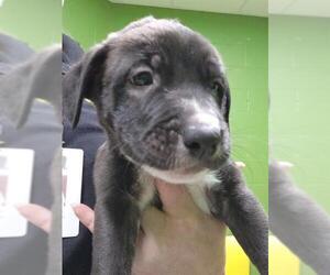 Great Pyrenees-Unknown Mix Dogs for adoption in Temple, TX, USA