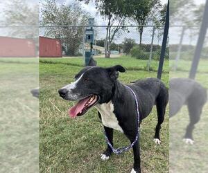 American Pit Bull Terrier-Unknown Mix Dogs for adoption in Pasadena, TX, USA