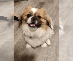 Pekingese Dogs for adoption in St. Louis Park, MN, USA
