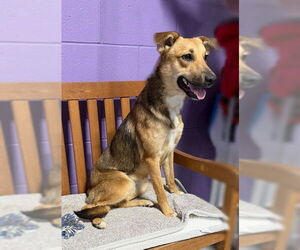 Mutt Dogs for adoption in Genesee, WI, USA