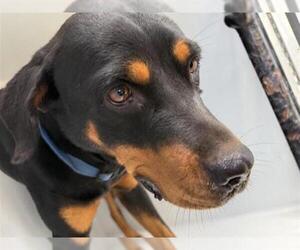 Rottweiler-Unknown Mix Dogs for adoption in Houston, TX, USA