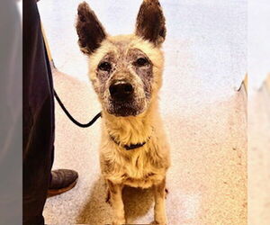 Akita-Unknown Mix Dogs for adoption in Modesto, CA, USA