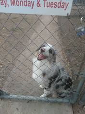 Australian Shepherd Dogs for adoption in Ponca City, OK, USA