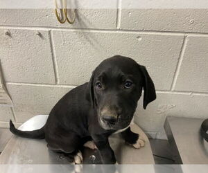 Mutt Dogs for adoption in San Bernardino, CA, USA