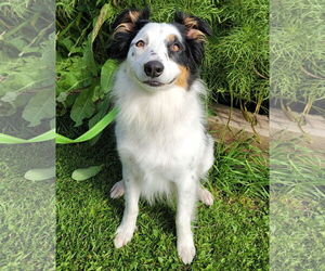 Australian Shepherd-Unknown Mix Dogs for adoption in Princeton, MN, USA