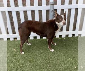 Border Collie-Unknown Mix Dogs for adoption in Modesto, CA, USA