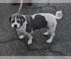 Shih Tzu Dogs for adoption in Springfield, MA, USA