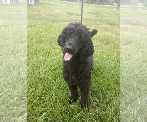 Small Poodle (Standard)