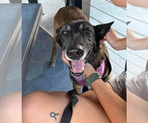 Mutt Dogs for adoption in Imlay City, MI, USA
