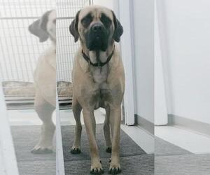 Mastiff Dogs for adoption in Valparaiso, IN, USA