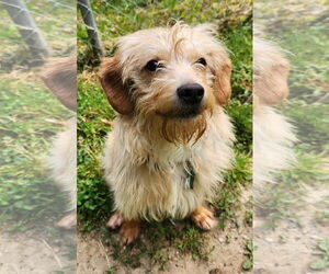 Poodle (Miniature)-Unknown Mix Dogs for adoption in Clarkston, MI, USA