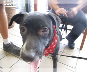 Labrador Retriever-Unknown Mix Dogs for adoption in Ocala, FL, USA