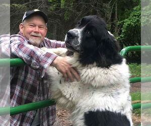 Saint Bernard-Unknown Mix Dogs for adoption in Hamilton, MT, USA