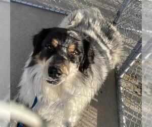 Australian Shepherd-Unknown Mix Dogs for adoption in Bakersfield, CA, USA