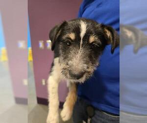 - Mix Dogs for adoption in Houston, TX, USA