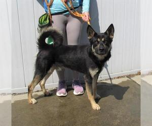 German Shepherd Dog Dogs for adoption in Louisville, KY, USA