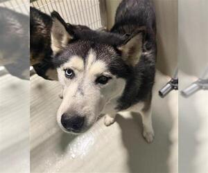 Siberian Husky Dogs for adoption in Bakersfield, CA, USA