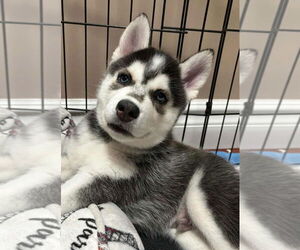 Siberian Husky Dogs for adoption in Matawan, NJ, USA