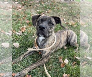 Bullboxer Pit Dogs for adoption in Bolivar, MO, USA