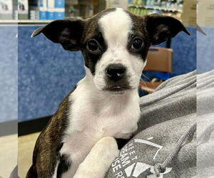 Boglen Terrier Dogs for adoption in Batavia, OH, USA
