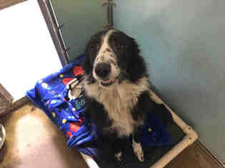 Border Collie Dogs for adoption in Ames, IA, USA