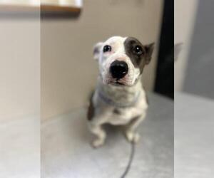 Bull Terrier-Unknown Mix Dogs for adoption in Redlands, CA, USA