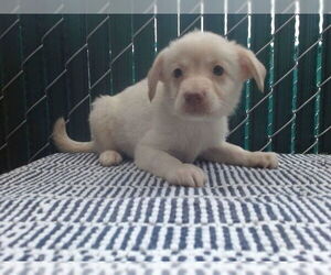 Mutt Dogs for adoption in Downey, CA, USA