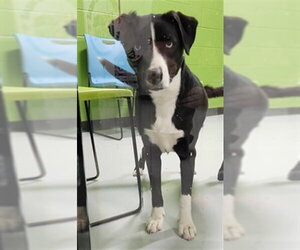 Labsky Dogs for adoption in Temple, TX, USA