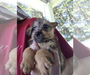 Chihuahua-Unknown Mix Dogs for adoption in Aurora, IN, USA