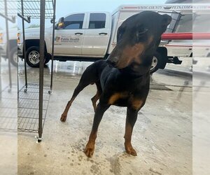 Doberman Pinscher Dogs for adoption in Houston, TX, USA