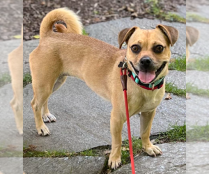 Chug Dogs for adoption in Cranston, RI, USA