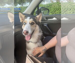 Gerberian Shepsky Dogs for adoption in Woodland, CA, USA