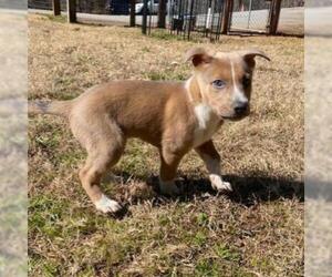 American Pit Bull Terrier-Unknown Mix Dogs for adoption in Hamilton, GA, USA