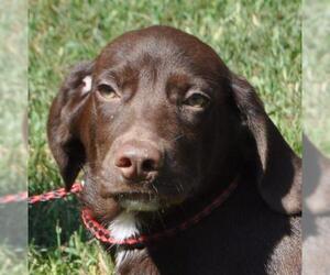 Medium Photo #1 Chocolate Labrador retriever-Unknown Mix Puppy For Sale in Silver Spring, MD, USA